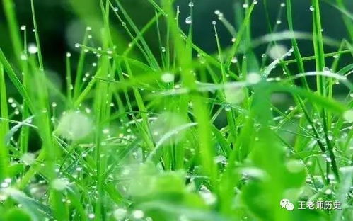 夏天种植花草指南：新手必堪！