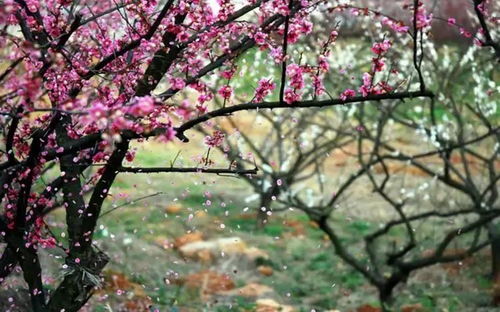 梅花盛开的季节，广州的这些地方你去过吗？