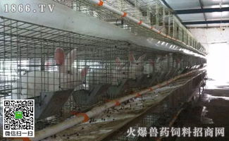创新保育舍技术，提升规模化养殖效益