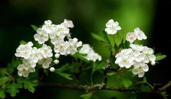 重点说下栀子花，这货就爱喝酸水。