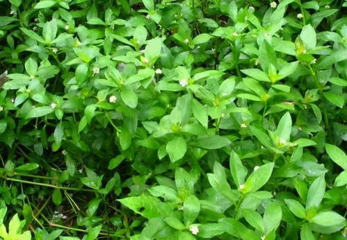 美洲节节菜入侵植物，别名水花生