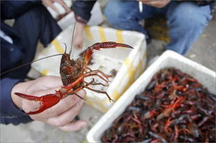 农药残留与消费者选择