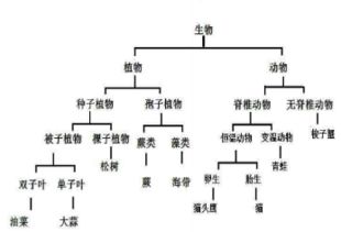 如何根据不同花种子的特性选择合适的种植方法和时间