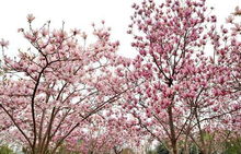 作死行为排行榜