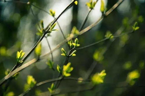 花开兄妹情，以花语诠释手足深情