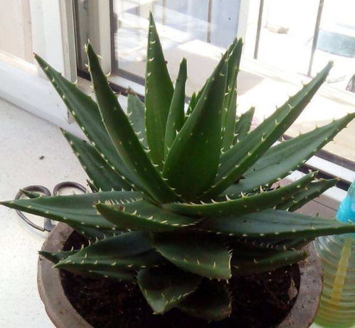 盆景芦荟叶子脏了怎么办？清洁小窍门大揭秘！