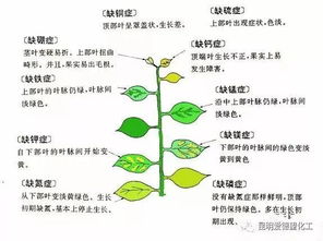 甲维盐：种植户心中的守护神