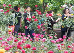 月季，那啥，就是花儿啦！