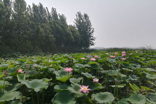 荷花种植的注意事项