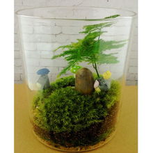 微景观生态瓶养护知识