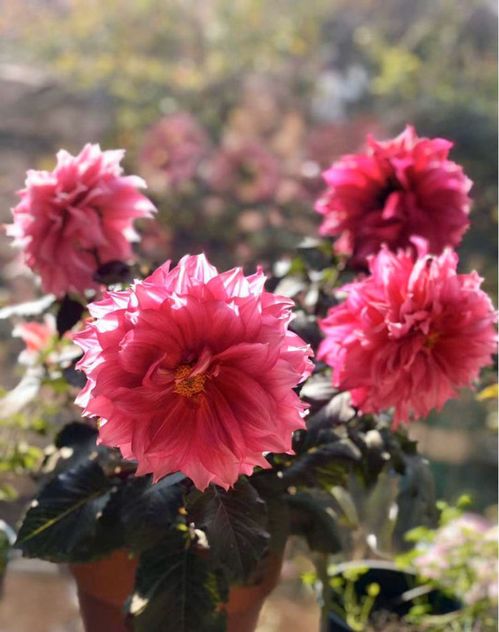 球类植物搭配的花境：四季常绿好打理