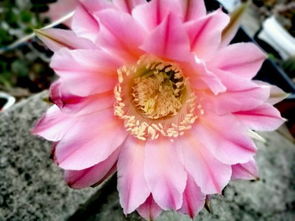 花的季节变迁， 大自然的秘密语言