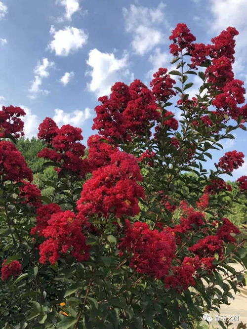 紫薇花，紫的？白的？揭秘它的花色之谜