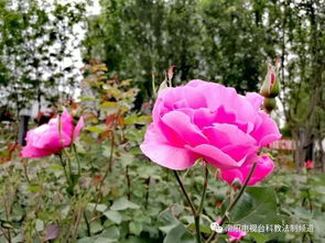 月季邮票的故事