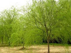 黄金柳树的气候适应