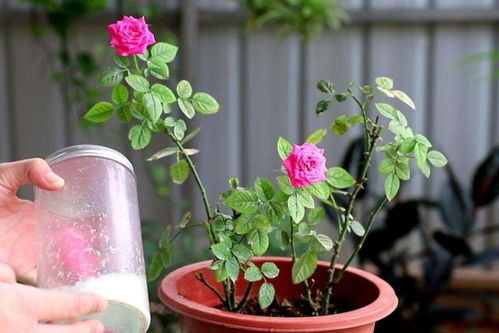 浇水要讲究方法