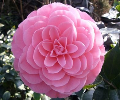 茶花浇醋水，是真是假？