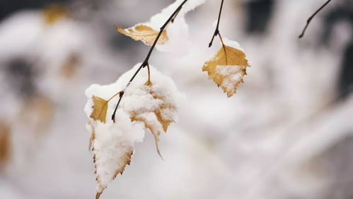 冬日里的美丽守护者：耐寒耐旱花卉大盘点