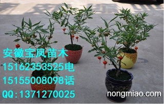 桃树盆栽/盆景，打造家居绿意新宠