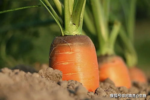 种植胡萝卜最适合使用哪种肥料？