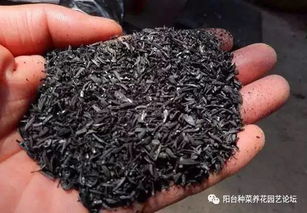 养君子兰的心得