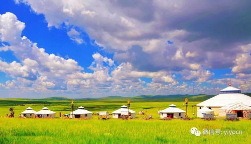 羊草， 草原的“硬汉”