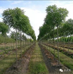 苗木混栽禁忌大揭秘