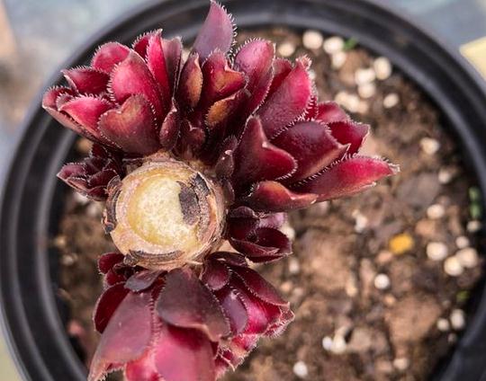 砍头处理， 让多肉植物多爆侧芽