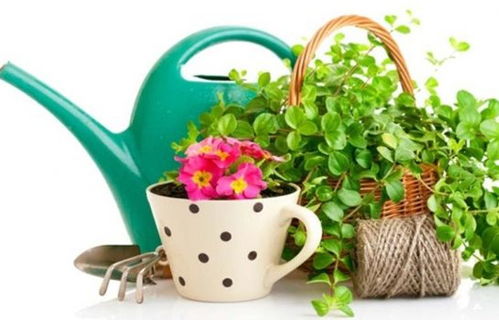 土壤改良：给花草树木一个肥沃的家园