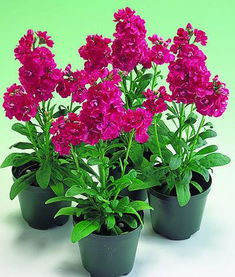 非洲紫罗兰， 快快长的神奇花朵