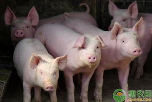 七大方案治母猪子宫炎，哪种最适合我的养殖场