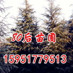 雪松苗的价格， 就像是春天的雨，滋润着人心