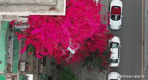 一串红：爆仗红， 喜庆的使者