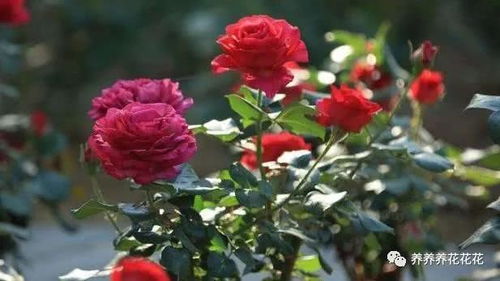 月季养护，这些技巧要掌握