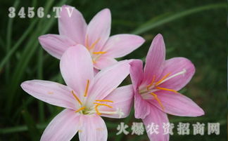 水仙花谢别扔，按步骤图处理