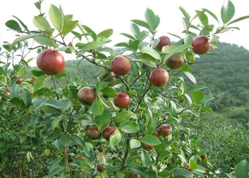 买苗子还是撒种子？