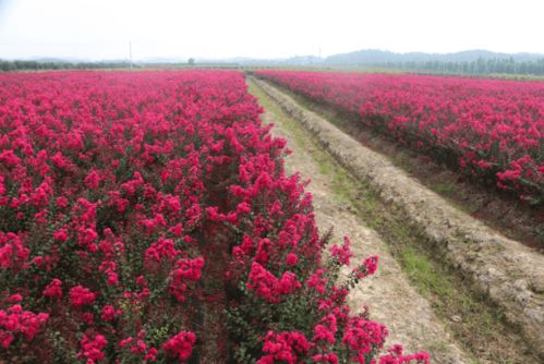 新品种介绍：红火箭、 红火球、红叶紫薇