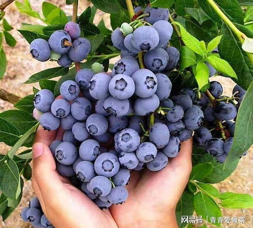 蓝莓开花了如何科学管理水分和光照