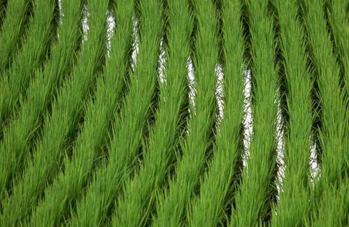 水稻种植技巧分享