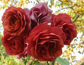 蓝紫色月季的神秘之旅