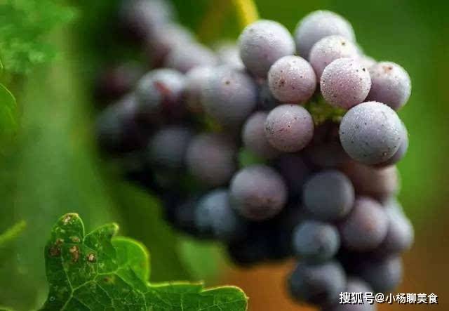 葡萄专用控旺药， 揭秘使用技巧