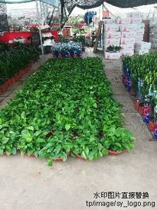 温州万大爷的案例：热门盆景种类解析