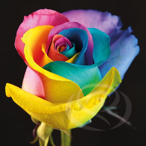 玫瑰花在水中存活时间揭秘