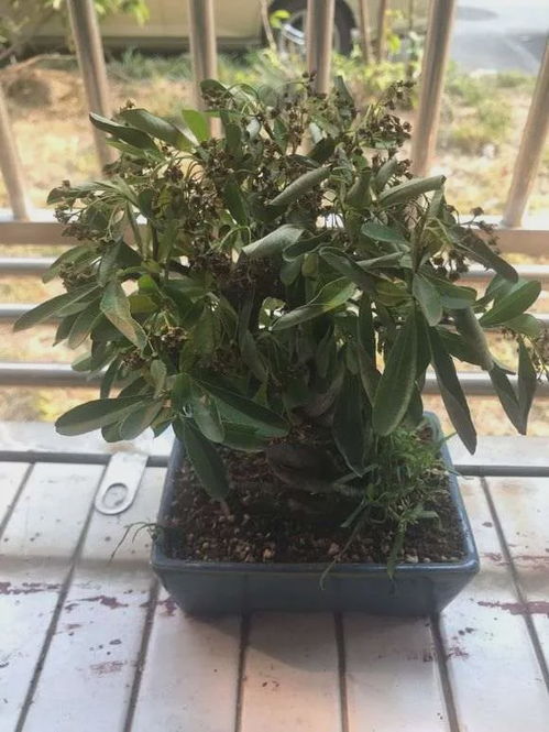 浇水后植物为何突然落叶？原因何在