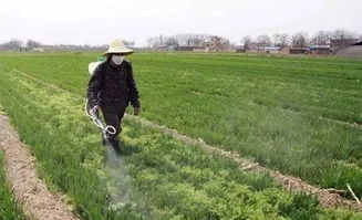 不同除草剂的见效差异