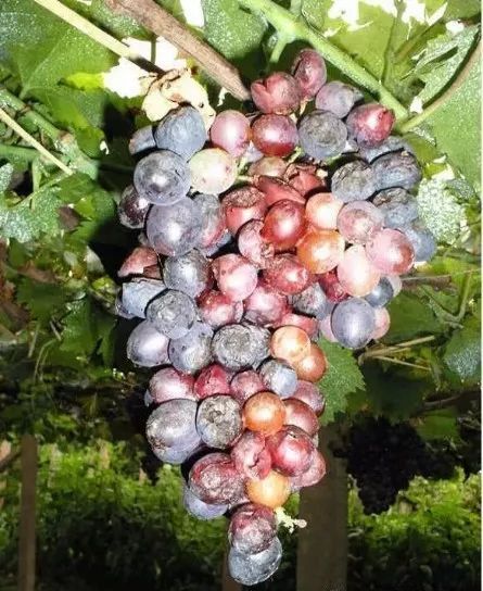 提困惑：葡萄烂果怎么办?