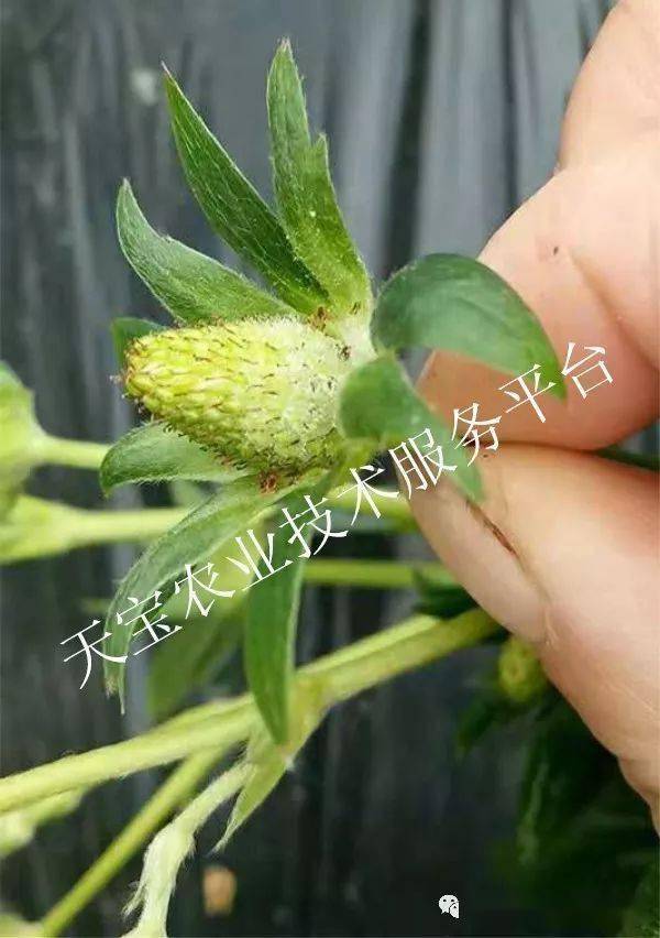 绿妃是个啥玩意儿？