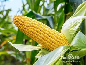 为什么直接埋土里不出苗？