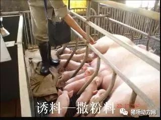 仔猪断奶防应激，关键措施记心间