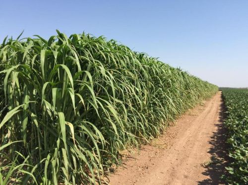 巨菌草：热带草场的永动机